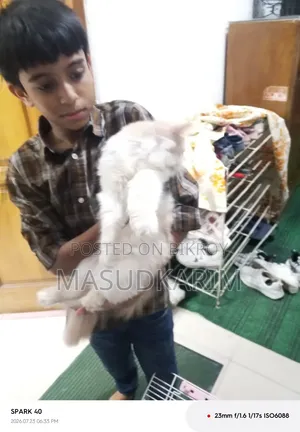 ১+ বছরের পুরুষ মিশ্র জাতের পার্সিয়ান