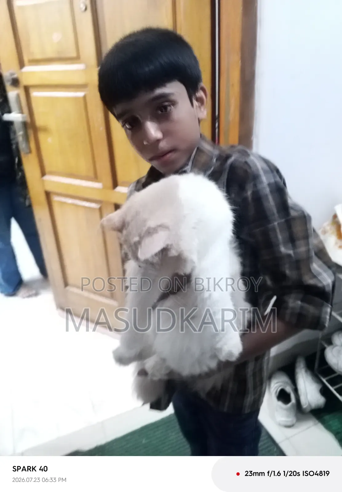 ১+ বছরের পুরুষ মিশ্র জাতের পার্সিয়ান