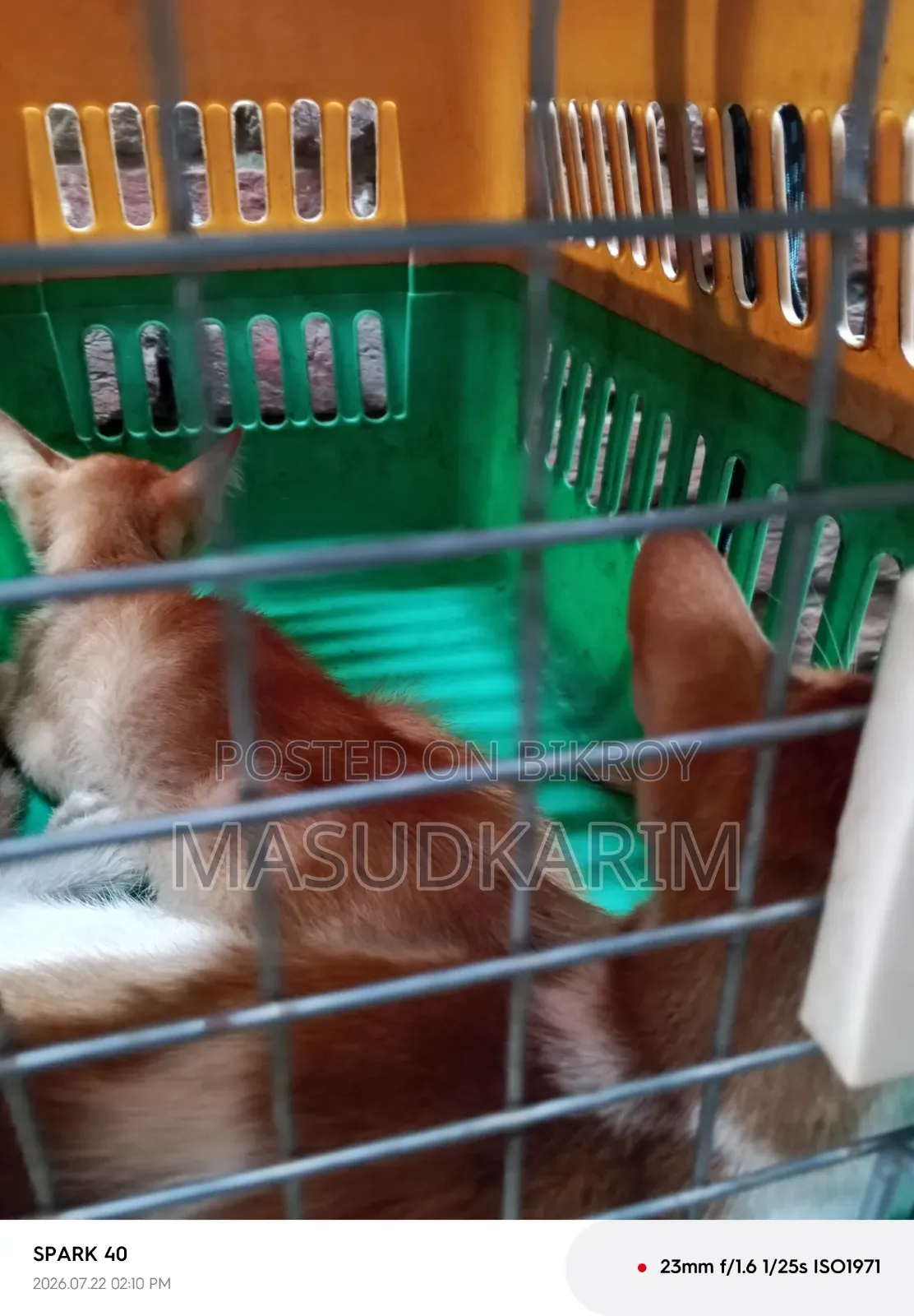 ১+ বছরের পুরুষ মিশ্র জাতের পার্সিয়ান