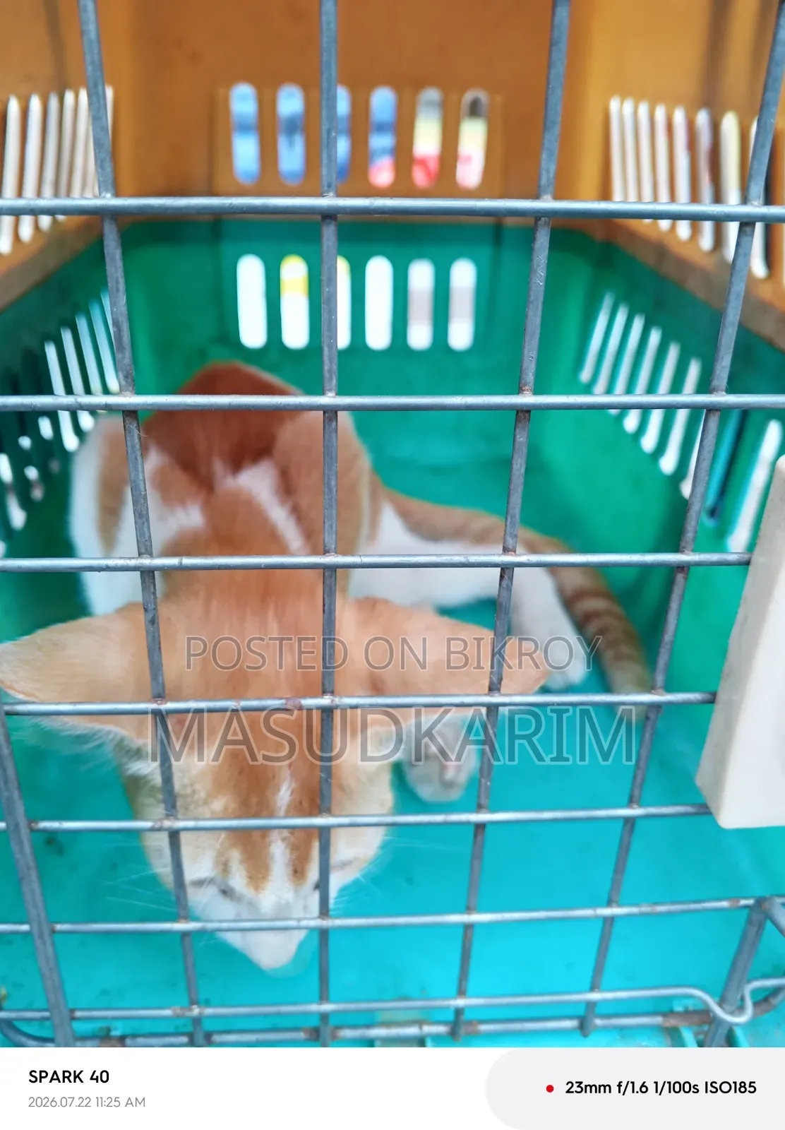 ১+ বছরের পুরুষ মিশ্র জাতের পার্সিয়ান