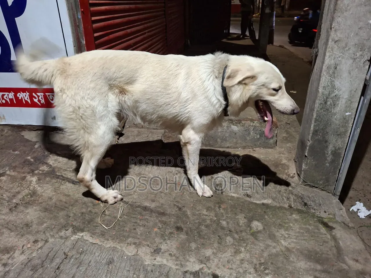 1-3 months Male Mixed Breed Golden Retriever