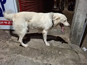 1-3 months Male Mixed Breed Golden Retriever