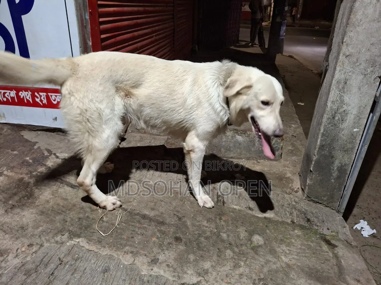1-3 months Male Mixed Breed Golden Retriever