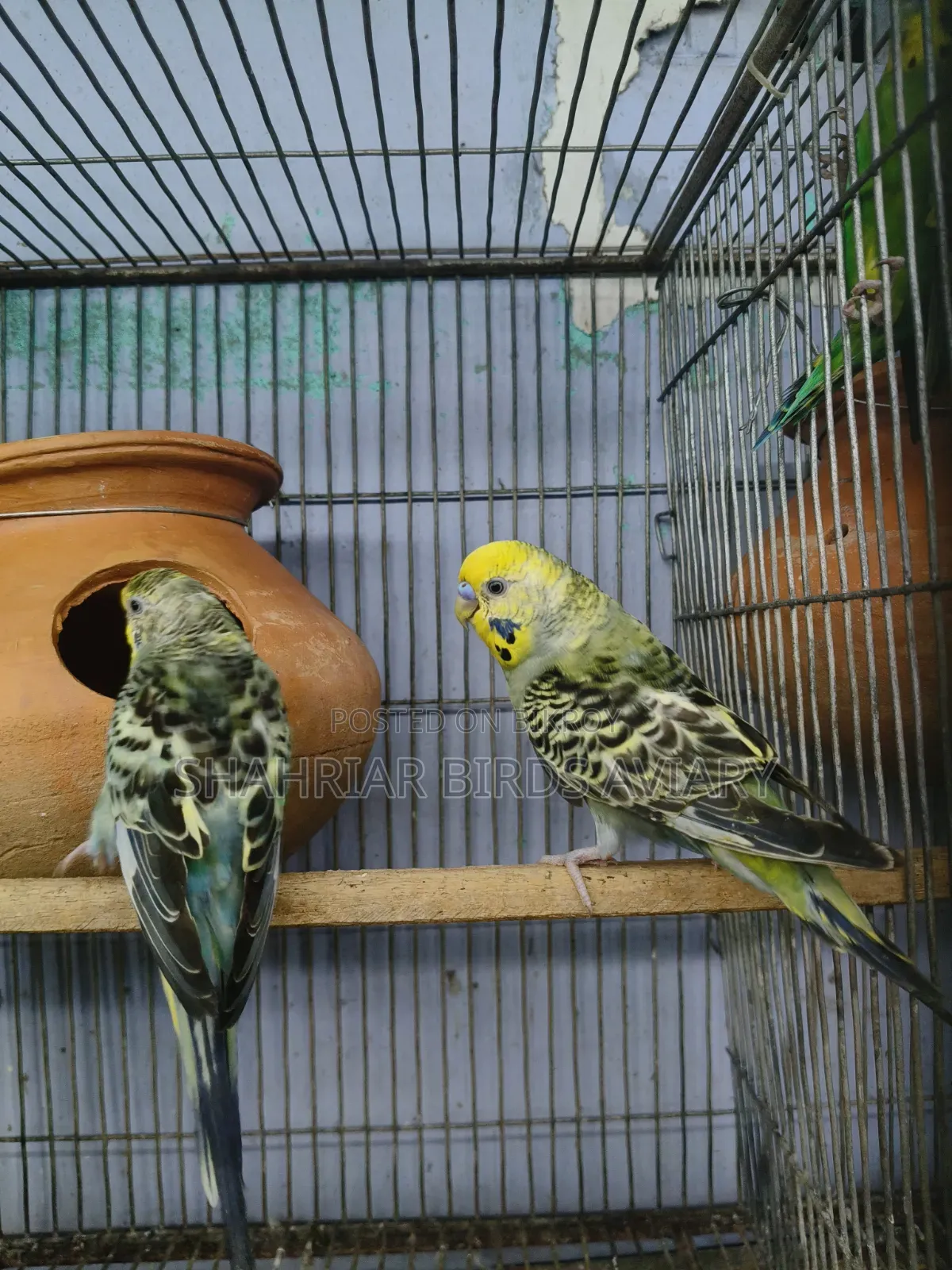 বাজরিগার (ব্রিডিং পেয়ার)