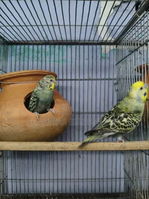 বাজরিগার (ব্রিডিং পেয়ার)