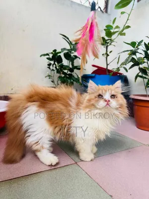 ৩-৬ মাসের নর খাঁটি পার্সিয়ান