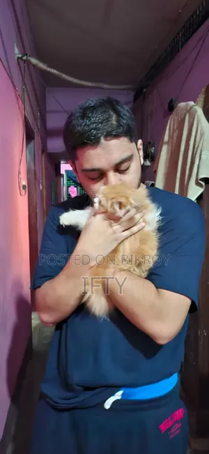 3-6 months Male Purebred Persian