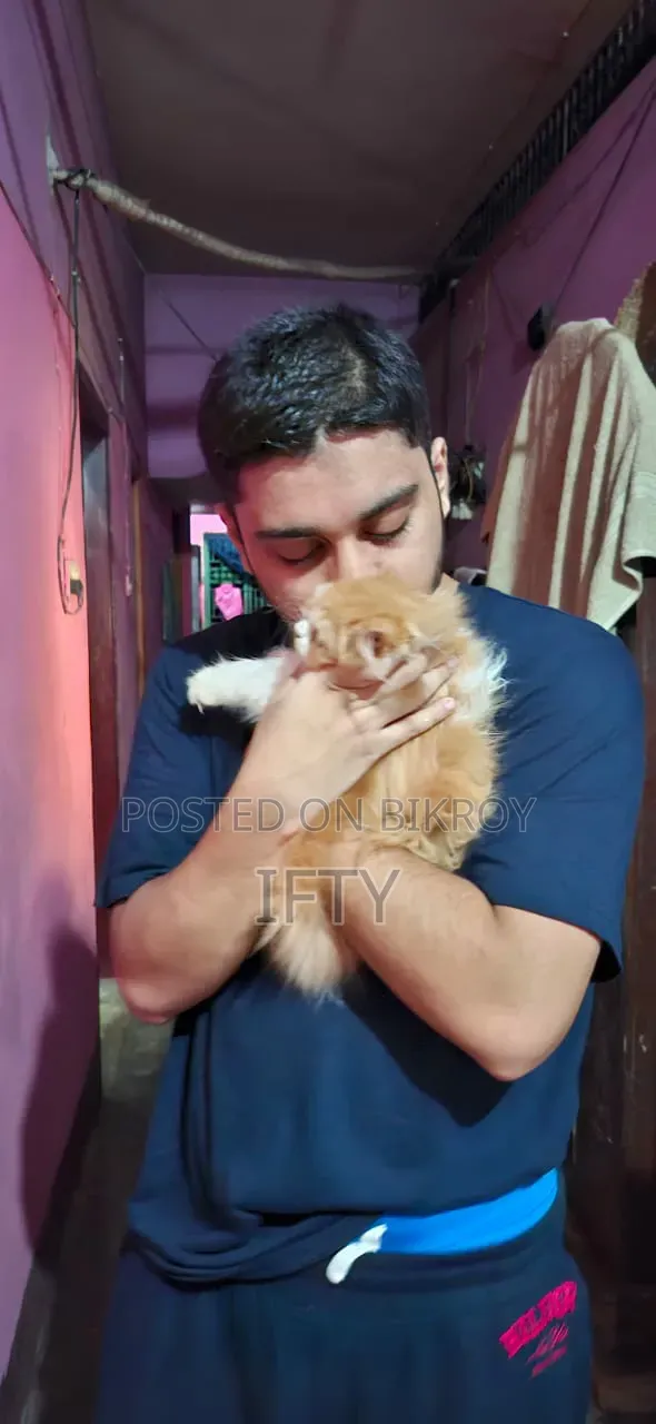 3-6 months Male Purebred Persian