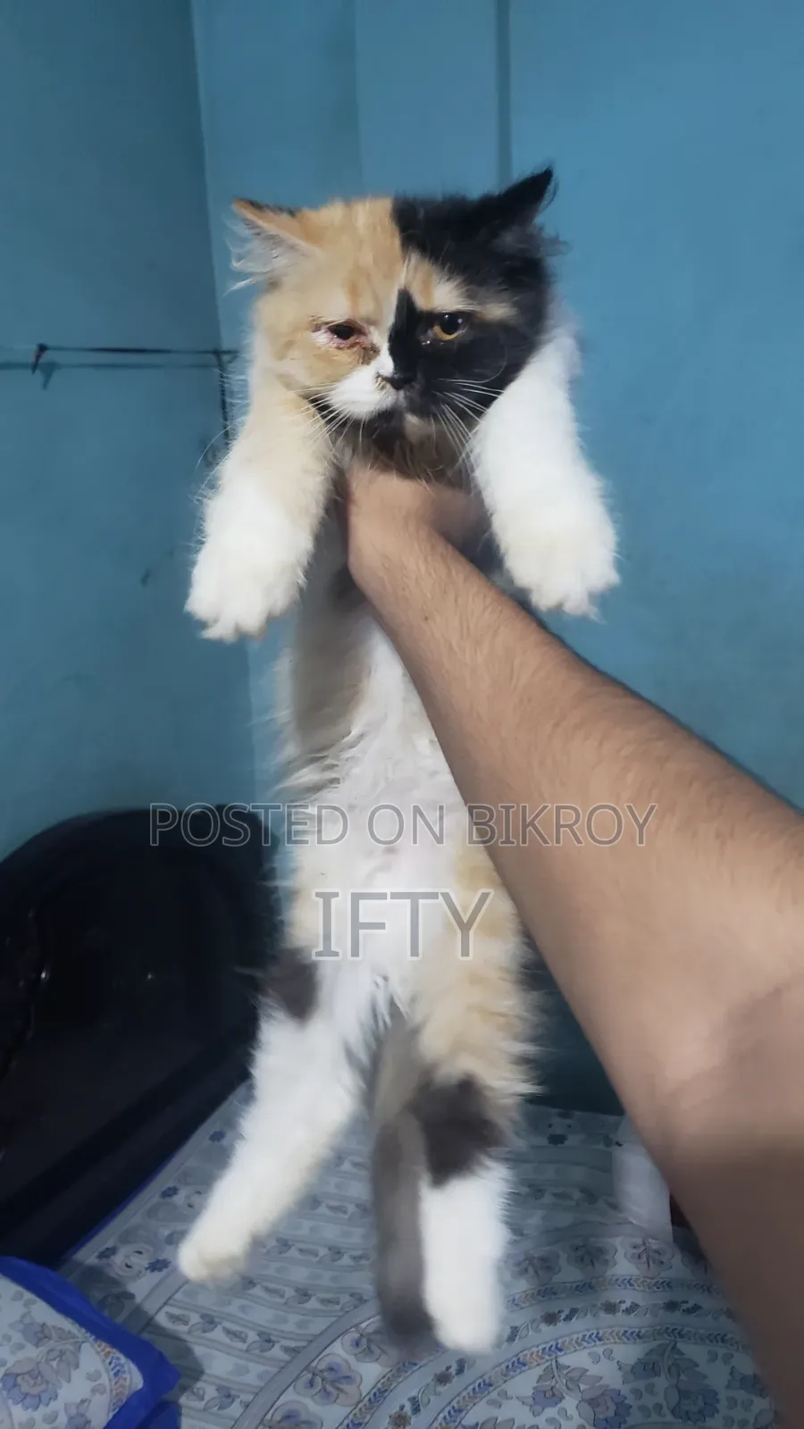 3-6 months Male Purebred Persian