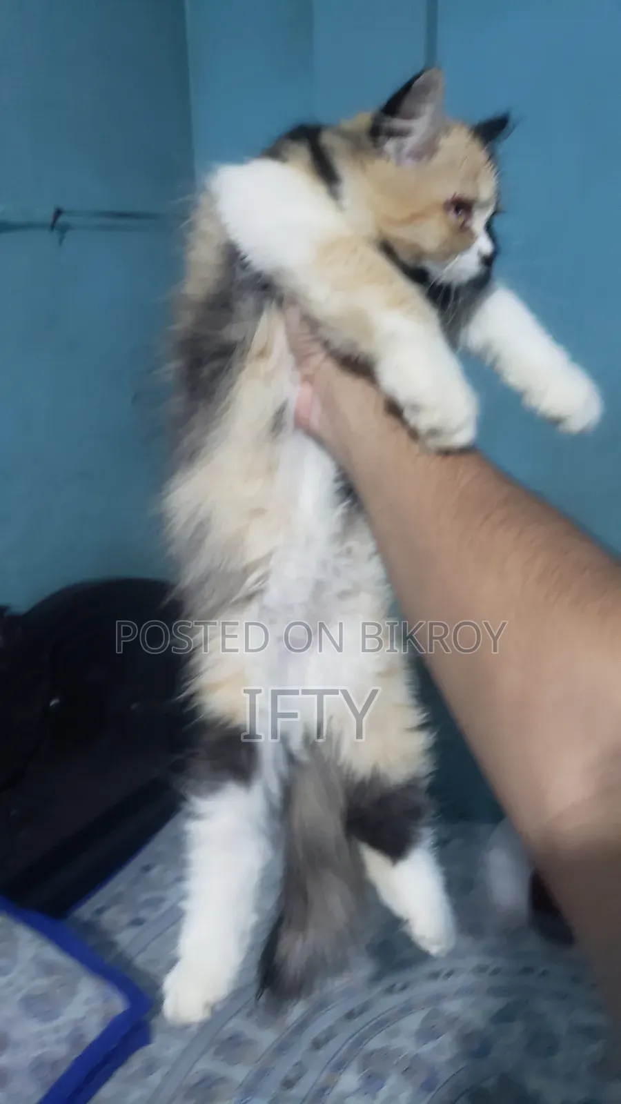 3-6 months Male Purebred Persian