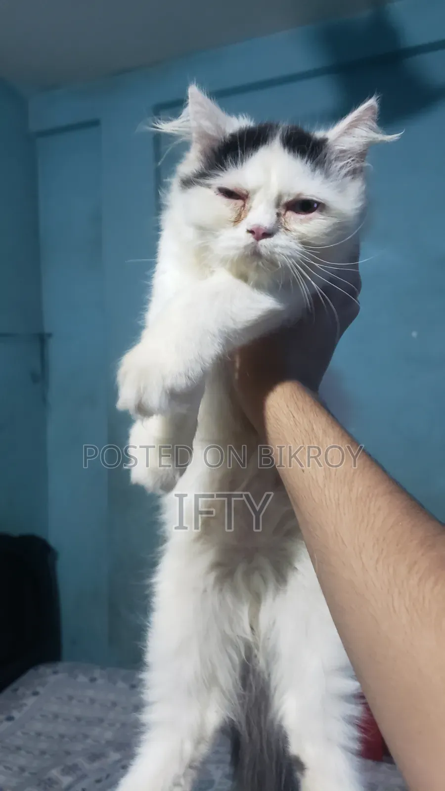 3-6 months Male Purebred Persian
