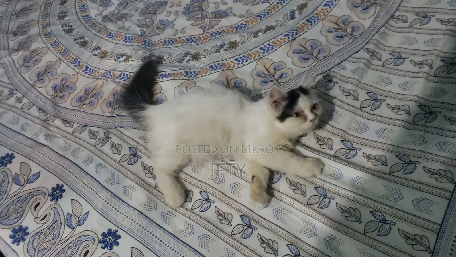 3-6 months Male Purebred Persian