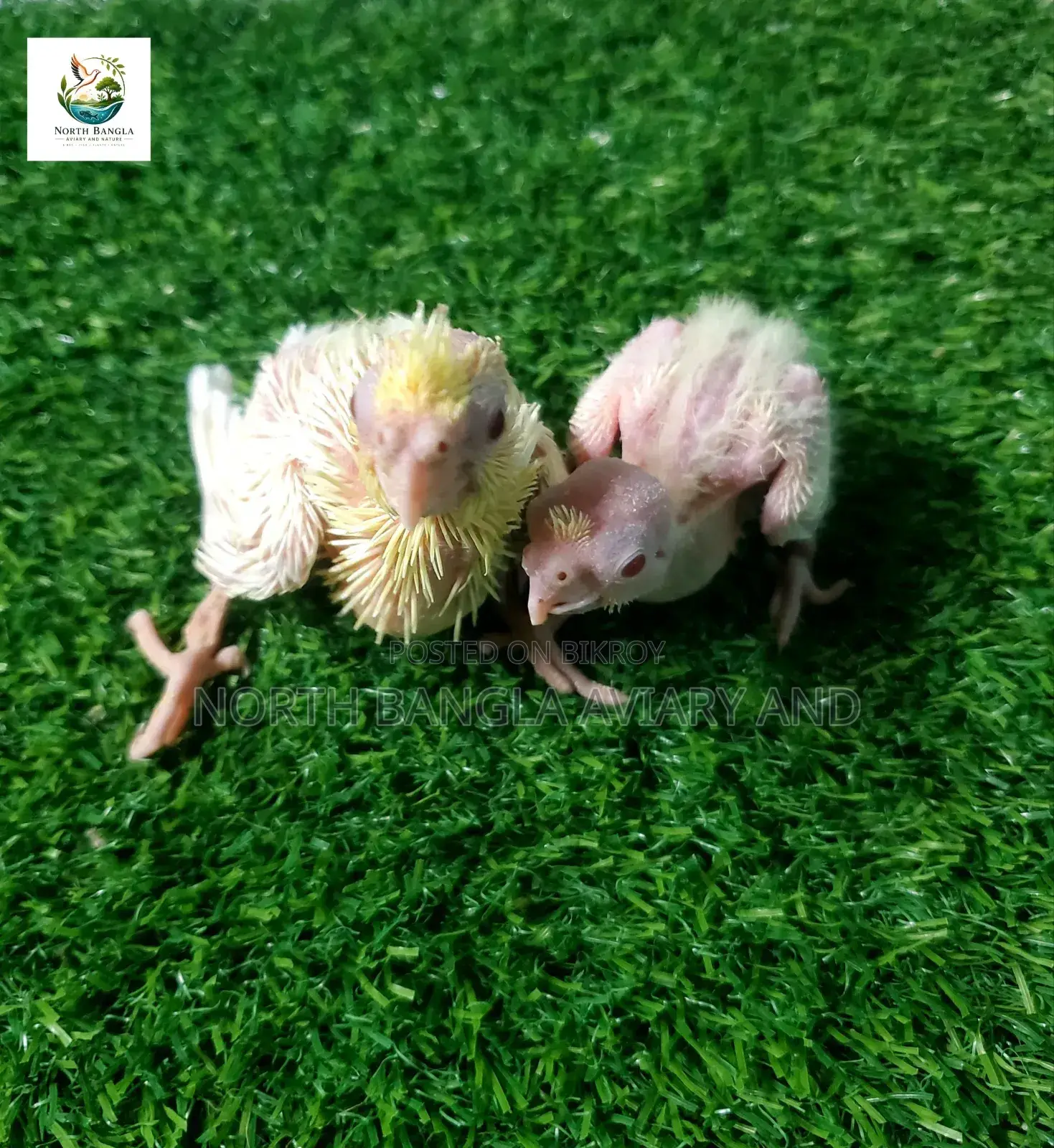 Tame Size Cockatiel Baby