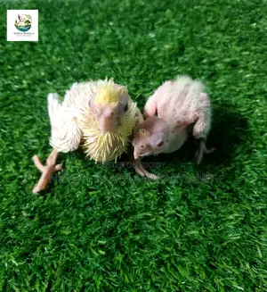 Tame Size Cockatiel Baby