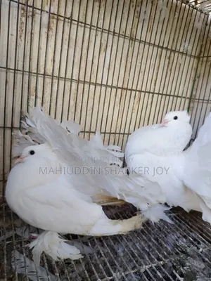 লোক্কা পায়রা (জোড়া)
