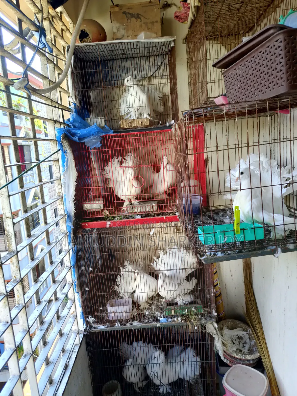 লোক্কা পায়রা (জোড়া)