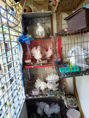 লোক্কা পায়রা (জোড়া)