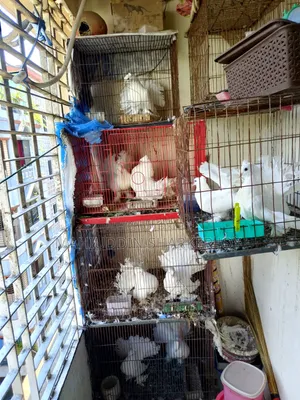 লোক্কা পায়রা (জোড়া)