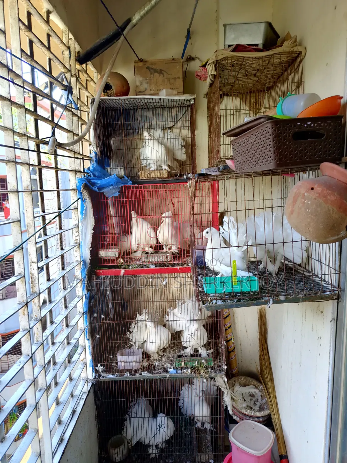 লোক্কা পায়রা (জোড়া)