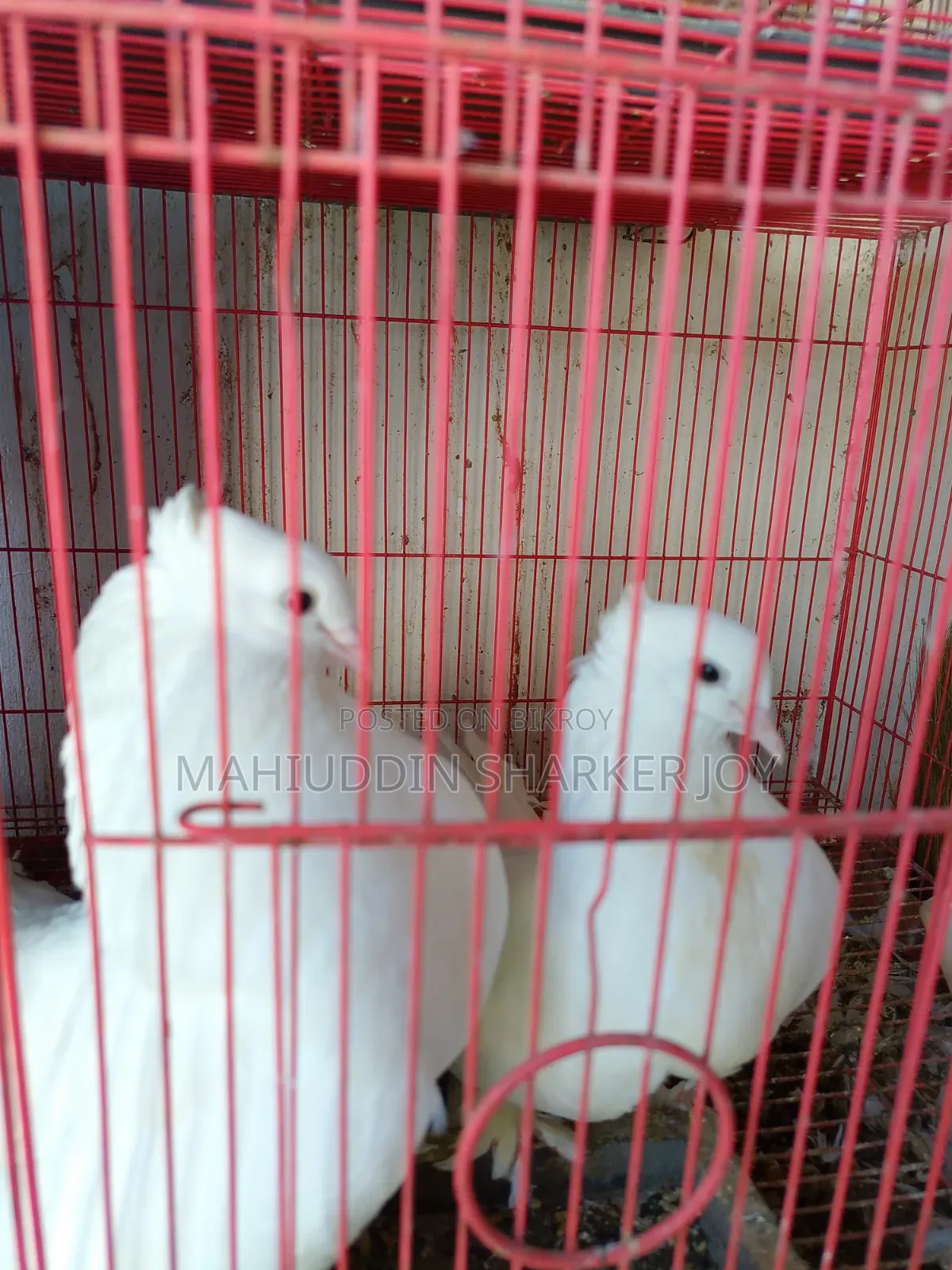 লোক্কা পায়রা (জোড়া)