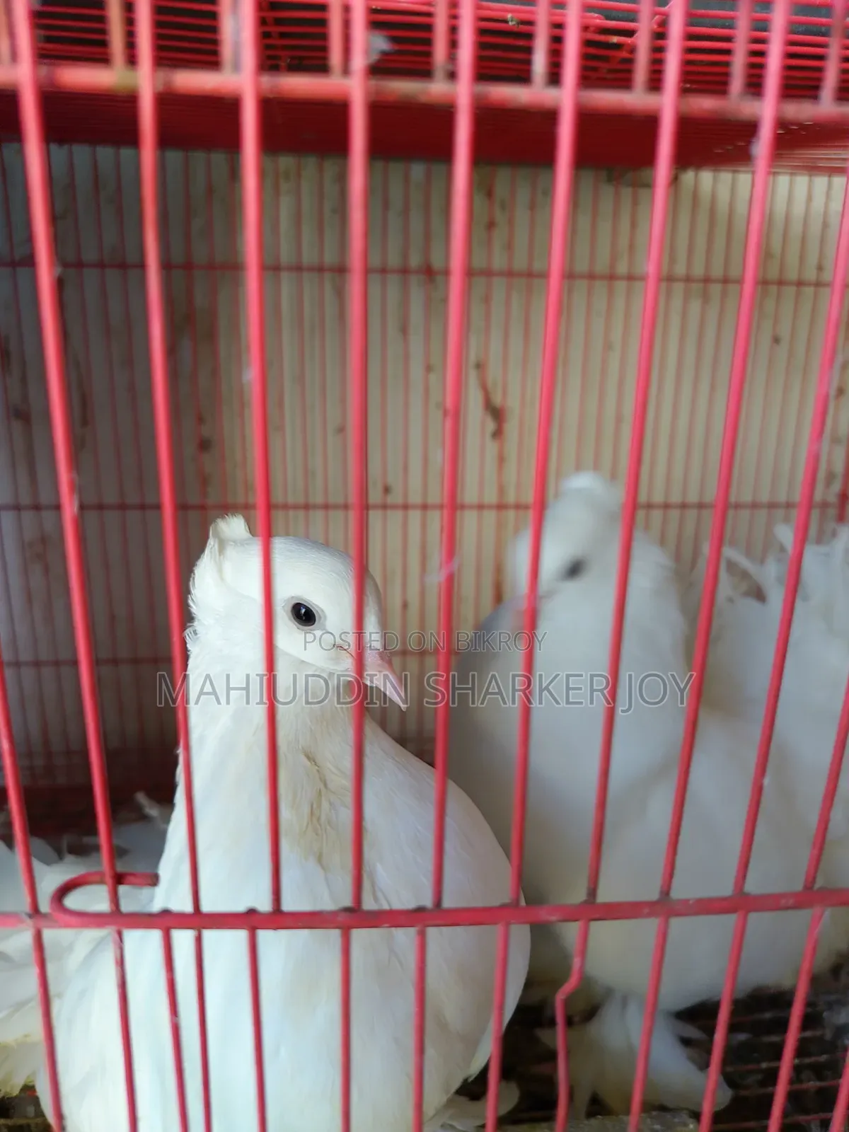 লোক্কা পায়রা (জোড়া)