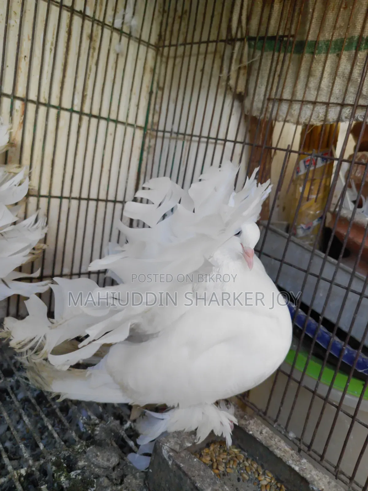 লোক্কা পায়রা (জোড়া)