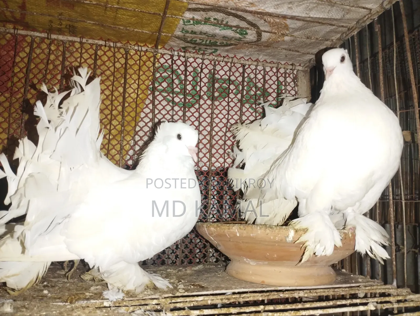 রানিং লাক্ষা কবিতর সেলস করা হবে