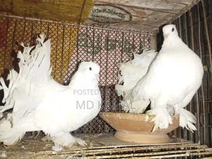 রানিং লাক্ষা কবিতর সেলস করা হবে
