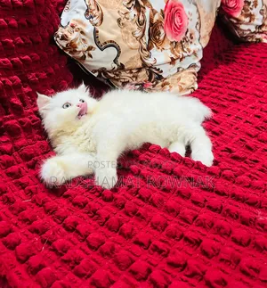 1-3 months Male Purebred Persian