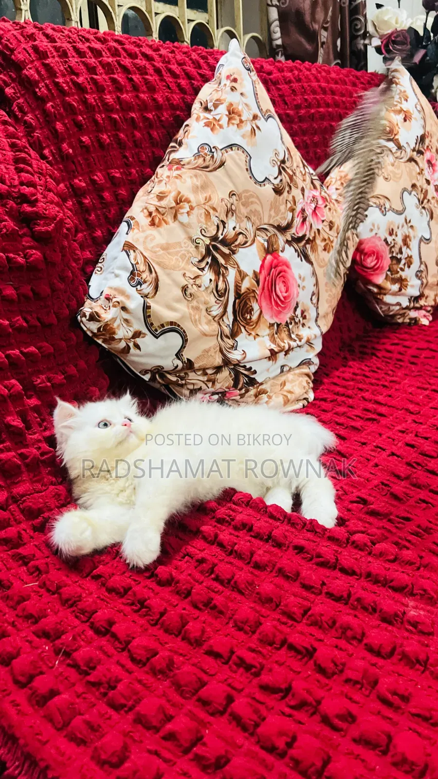 1-3 months Male Purebred Persian
