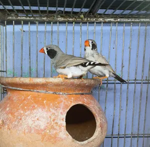 ব্লাক চিক ফিঞ্চ