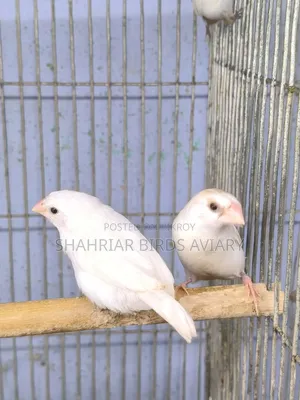 হোয়াইট বেঙ্গলি ফিঞ্চ পাখি