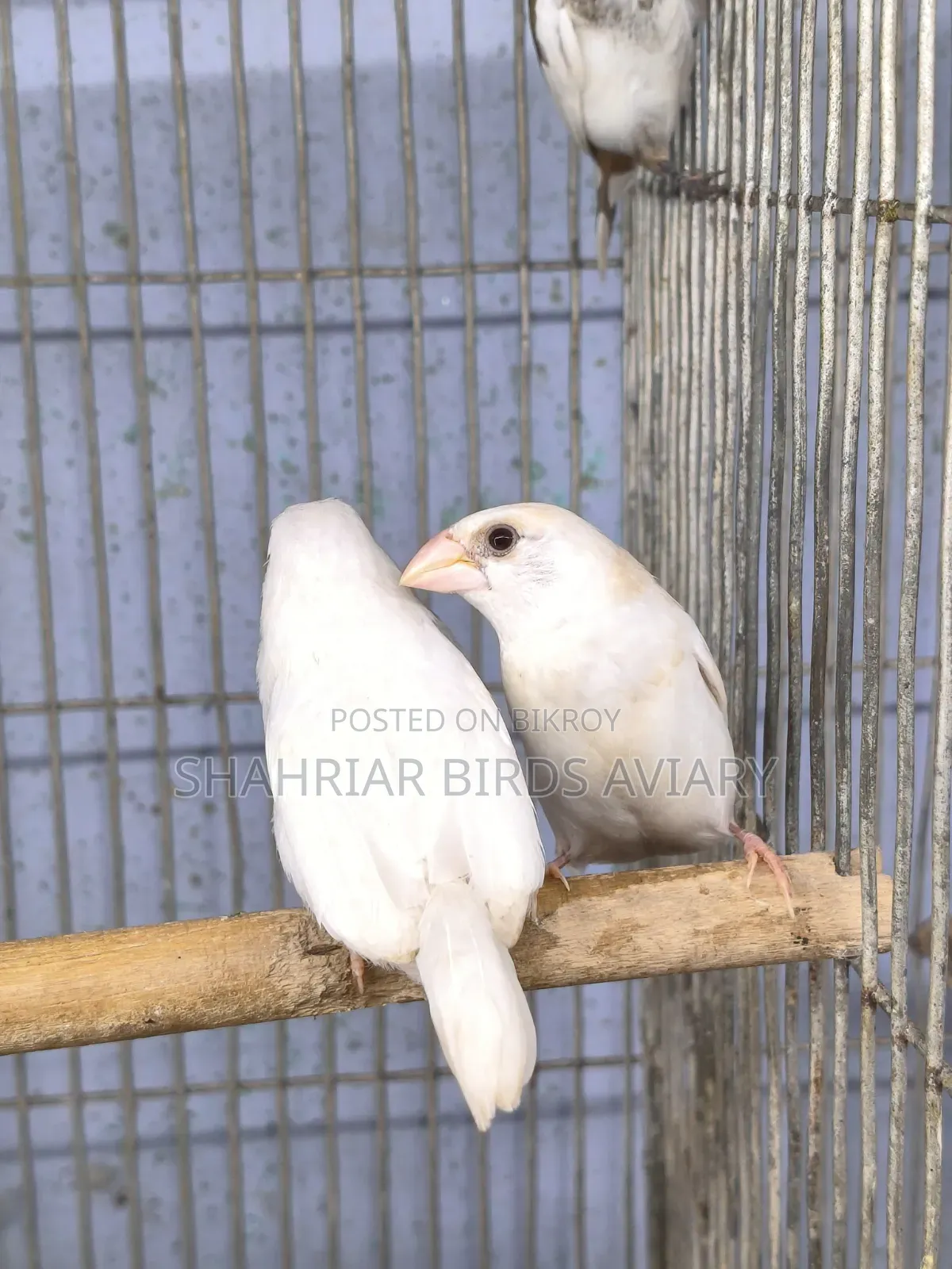 White Bengali Finch Bird