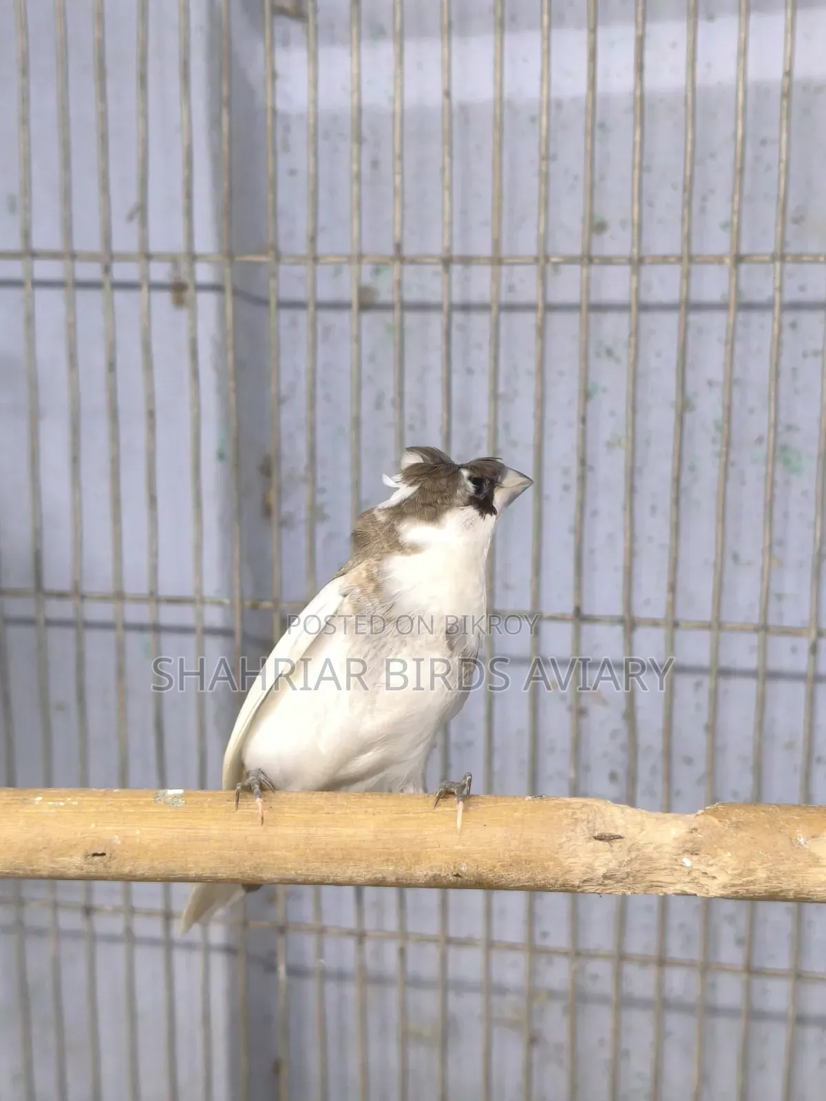 ক্রেষ্টেড সোসাইটি ফিঞ্চ