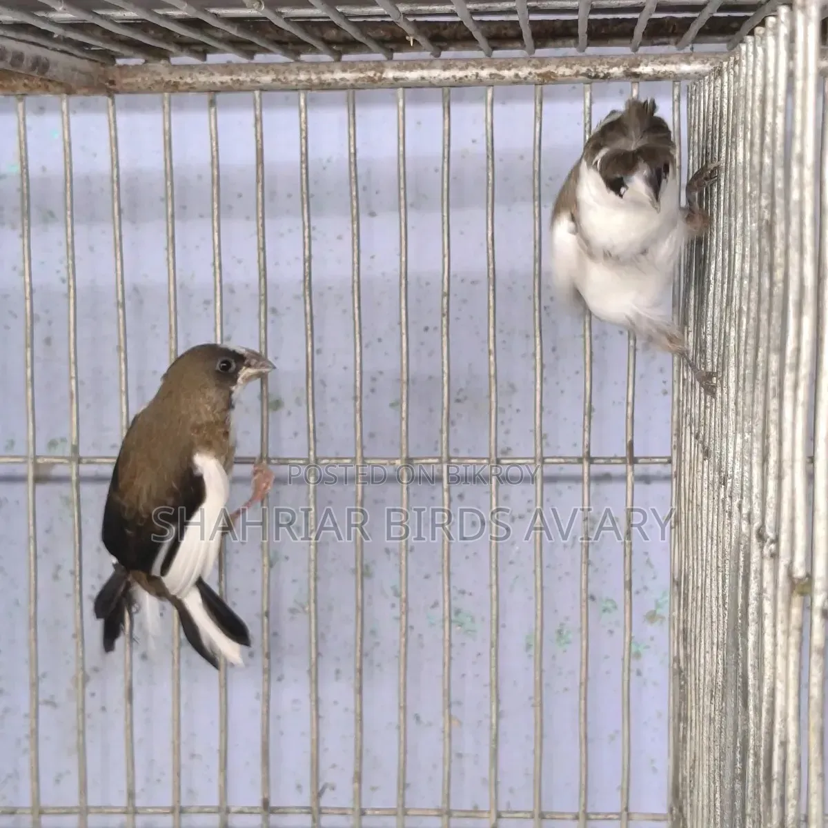 ক্রেষ্টেড সোসাইটি ফিঞ্চ