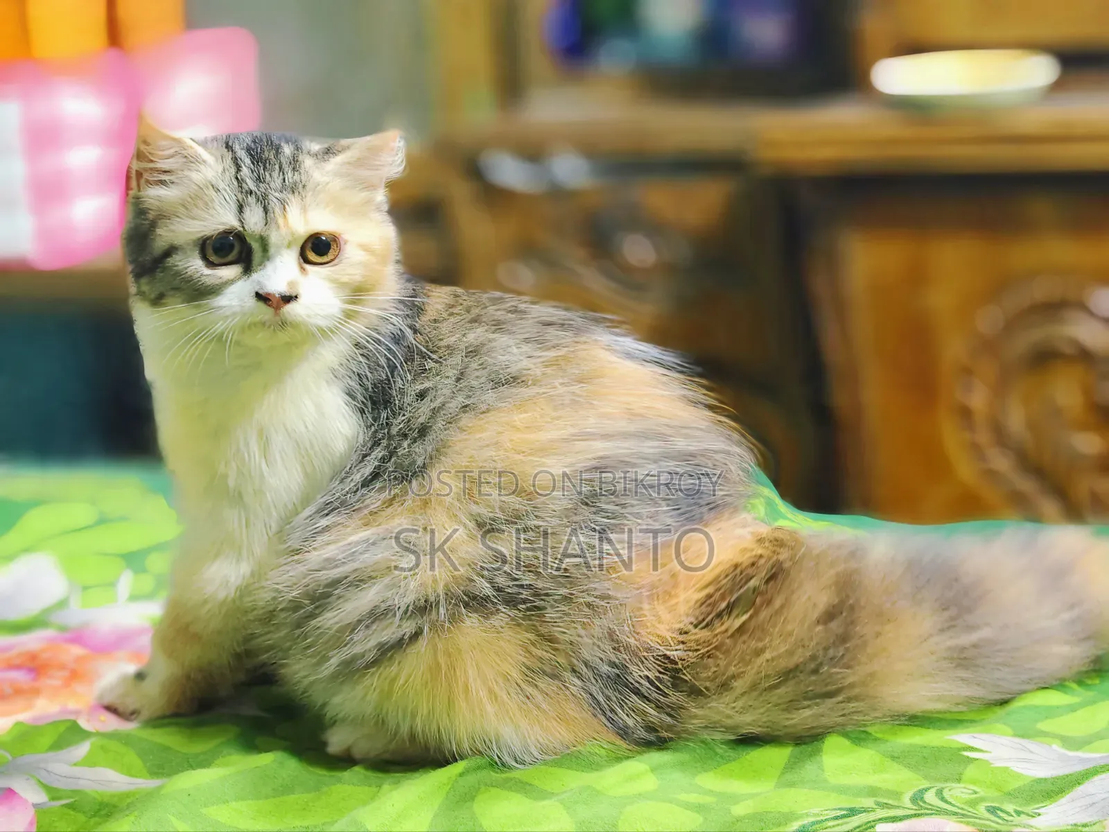 6-12 months Female Mixed Breed Persian