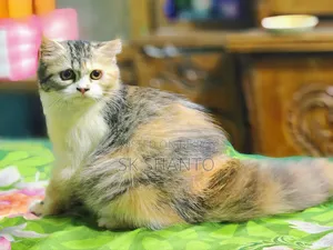 6-12 Months Female Mixed Breed Persian