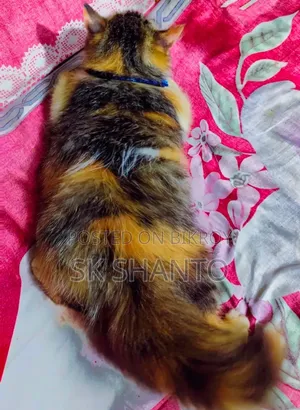 6-12 months Female Mixed Breed Persian
