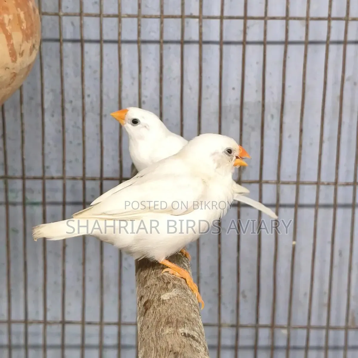 জ্রেবরা ফিঞ্চ হোয়াইট