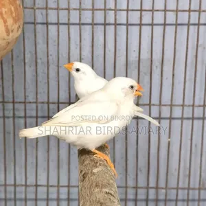জ্রেবরা ফিঞ্চ হোয়াইট