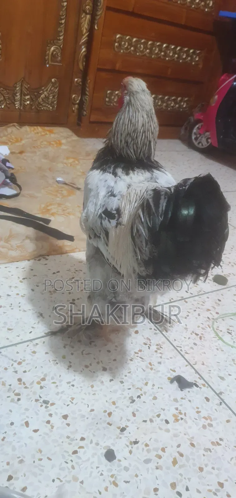 Brahma Chicken