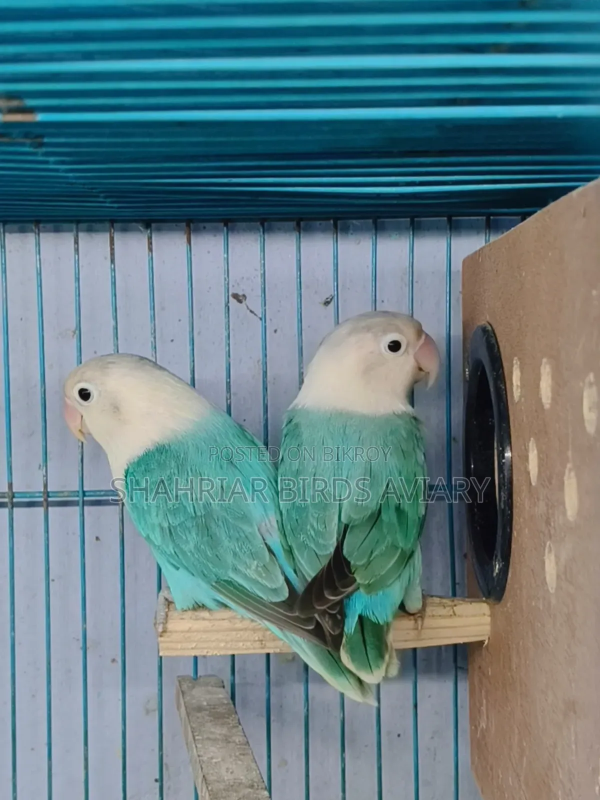 ব্লু ফিসার অপলাইন লাভবার্ড