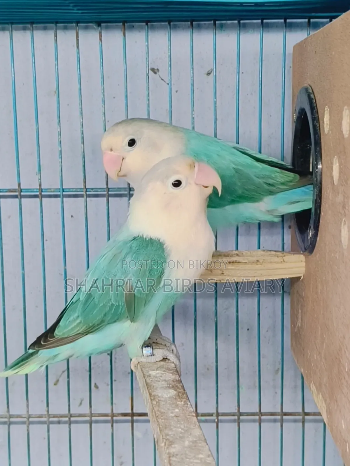 ব্লু ফিসার অপলাইন লাভবার্ড