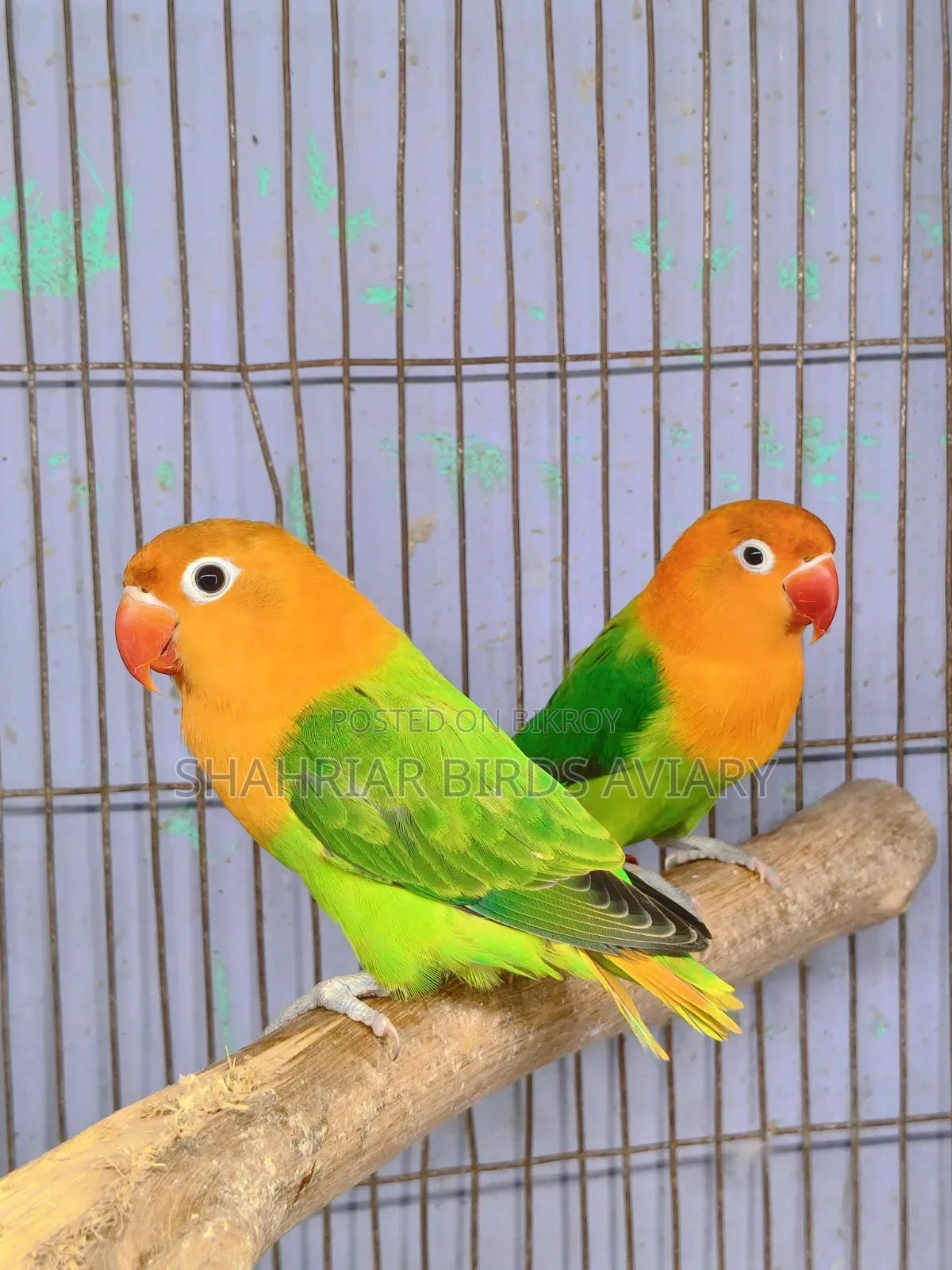 অপলাইন ফিসার (গ্রিন)