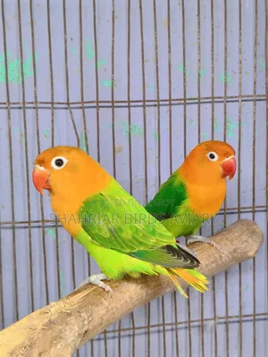 অপলাইন ফিসার (গ্রিন)