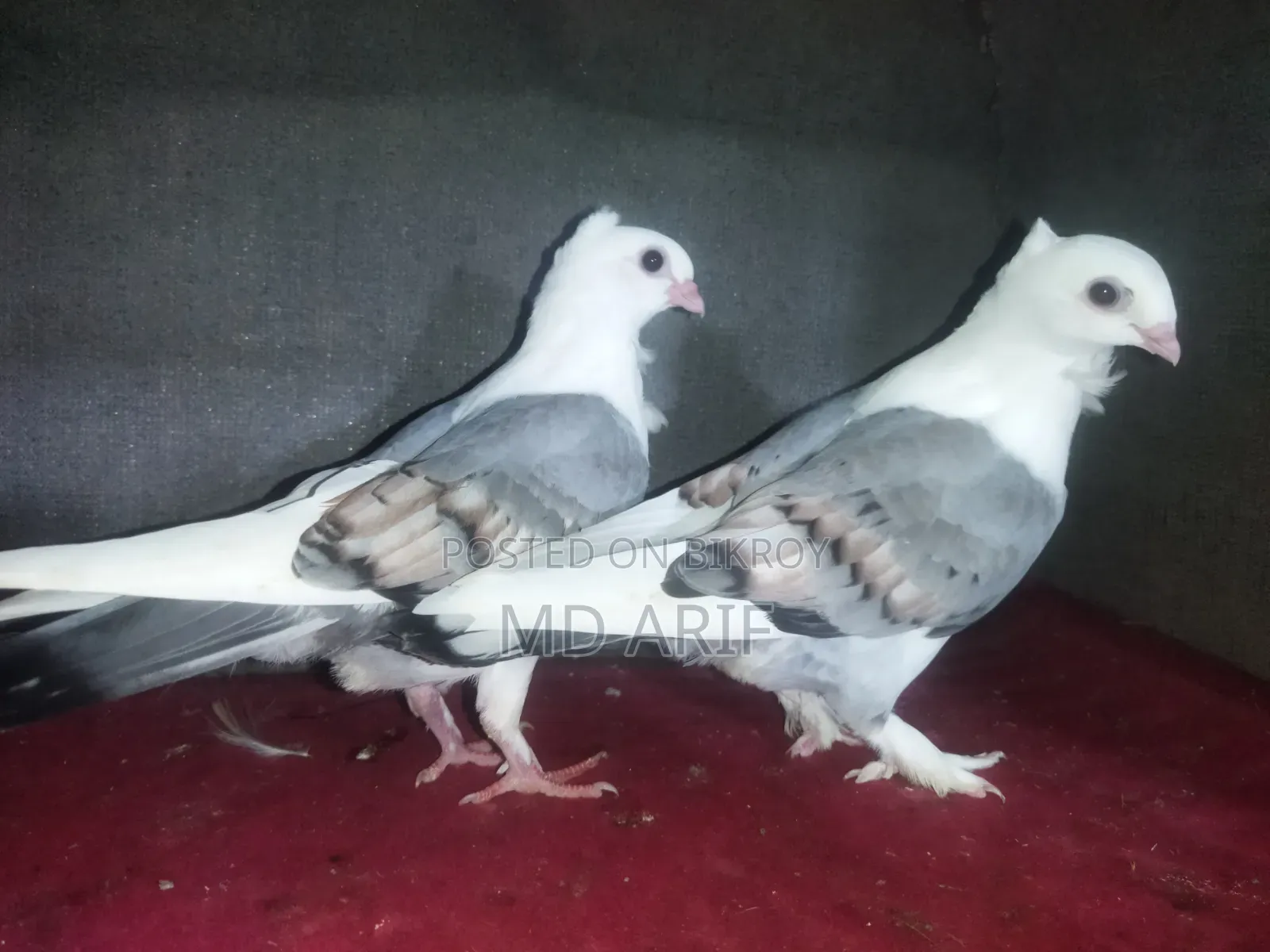 সাটিনের বাচ্চা।