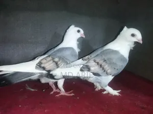 সাটিনের বাচ্চা।