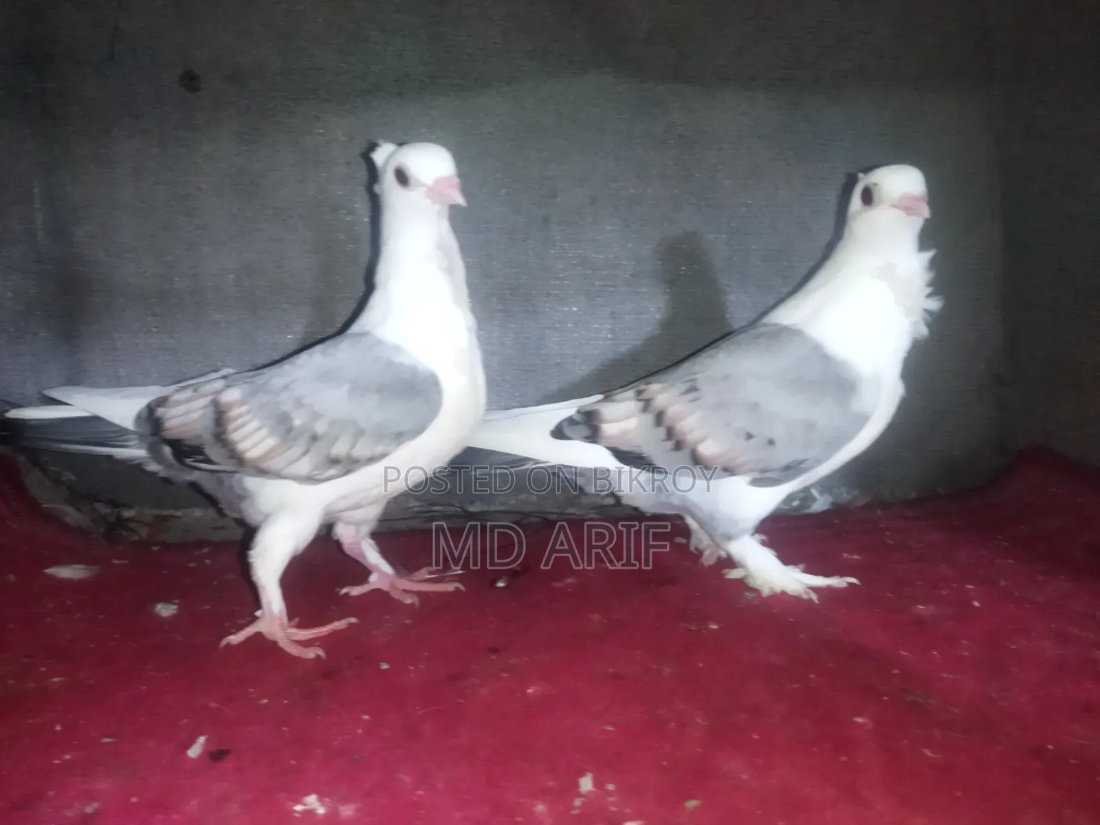 সাটিনের বাচ্চা।