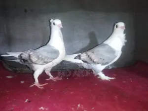 সাটিনের বাচ্চা।