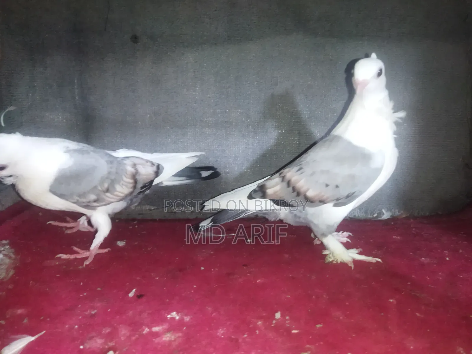 সাটিনের বাচ্চা।
